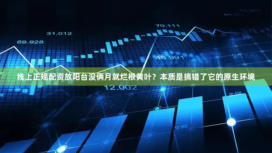 线上正规配资放阳台没俩月就烂根黄叶？本质是搞错了它的原生环境